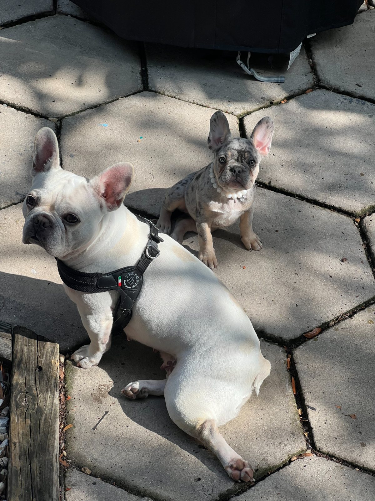Lily and Lula, the studio Frenchies — The Bronze Lily, St. Petersburg, FL